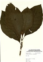 藏品(大葉金雞納樹)的圖片